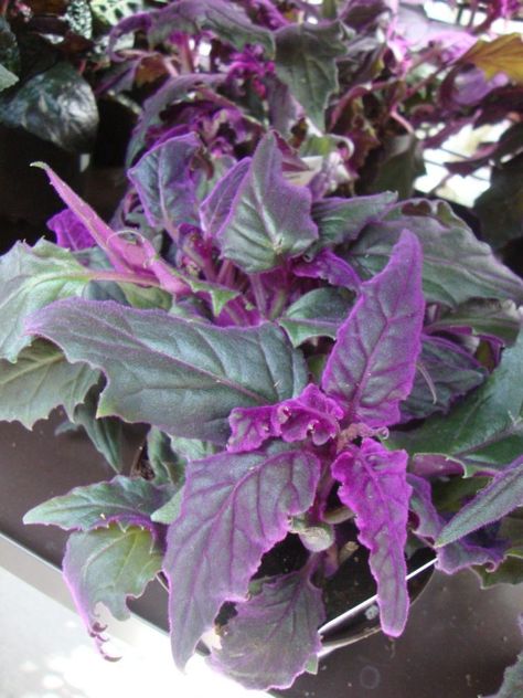 Outdoor Potted Plant Ideas, Pet Safe House Plants, Velvet Plant, Purple Passion Plant, Safe House Plants, Goth Garden, Plant Names, Household Plants, Potted Plants Outdoor