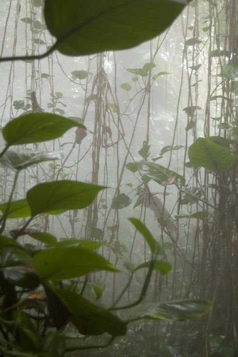 Taurus Rising, Business Aesthetic, Foggy Forest, Fairy Aesthetic, Aesthetic Ideas, Images Esthétiques, In The Jungle, Alam Yang Indah, Nature Aesthetic