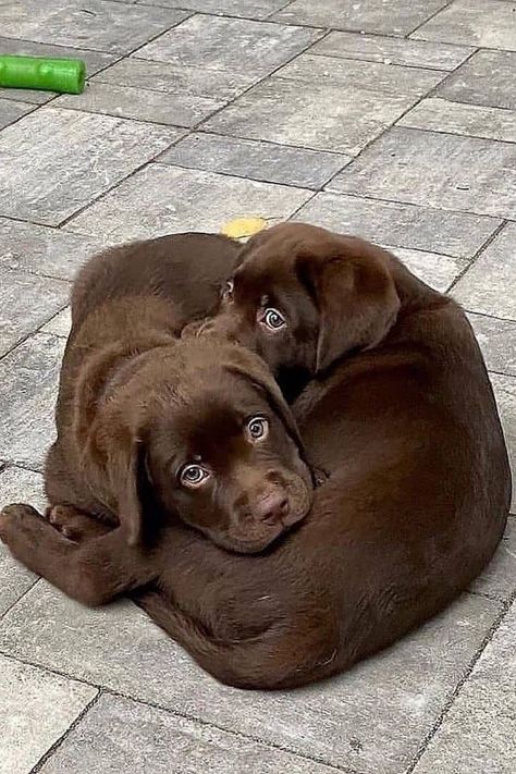 Chocolate Lab Puppies, Chocolate Labrador Retriever, Golden Retriever Puppies, Rescue Puppies, Huge Dogs, Lab Puppy, Retriever Puppies, Lab Dogs, Labrador Retriever Puppies