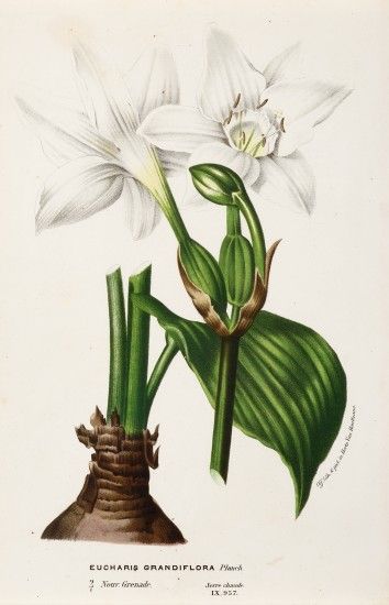 Eucharis Grandiflora Free Botanical Printables, Peruvian Daffodil, Amazon Lily, Botanical Printables, Perennial Bulbs, Missouri Botanical Garden, Illustration Botanique, Botanical Drawings, Plant Illustration