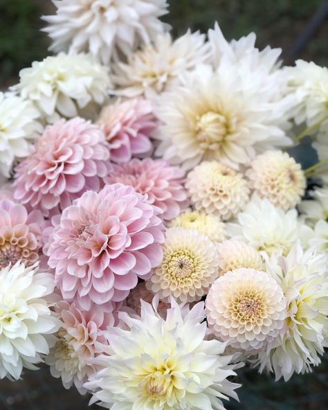 Marryn Mathis’s Instagram post: “I just love dahlias…. don’t you? Pictured here are: Sweet Nathalie, Roque Starburst, Camano Zoe, Tahoma Early Dawn & Center Court.…” Favorite Hobby, Creative Hobbies, Creative Outlet, Types Of Flowers, The Flowers, Pretty Flowers, Dahlia, Just Love, Florist