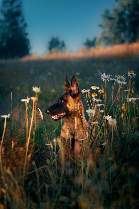 Belgian Malinois Aesthetic, Black Belgian Malinois, Berger Malinois, Belgium Malinois, Dog Foto, Malinois Puppies, Top Dog Breeds, Belgian Malinois Dog, Reactive Dog