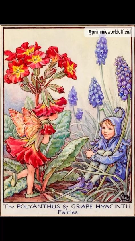 Periwinkle Fairy, Grape Hyacinth, Wood Postcard, Fairy Images, Fairy Illustration, Fairy Artwork, Cicely Mary Barker, Wood Card, Fairy Gifts