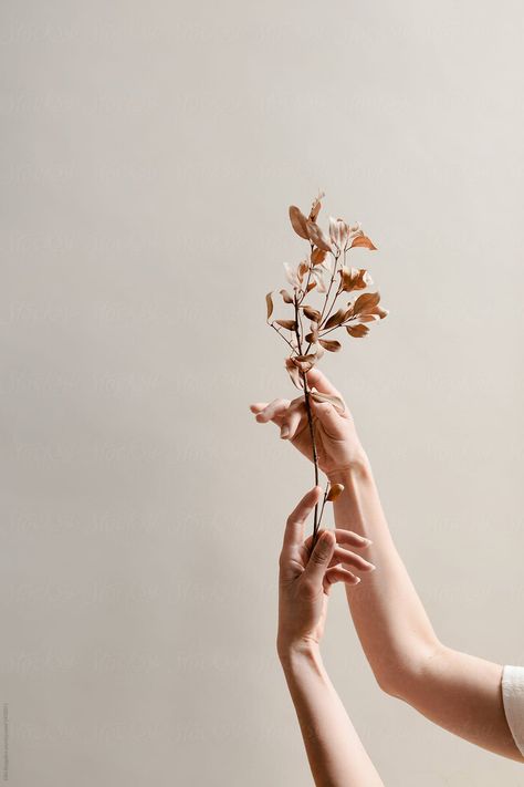 Female hands delicately holding dried florals by Ellie Baygulov - Stocksy United White