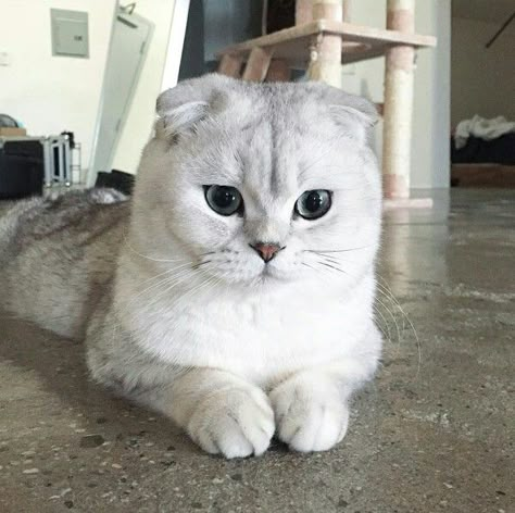 White Scottish Fold Cat, White Scottish Fold, Grey White Cat, Scottish Cat, Scottish Fold Cats, Scottish Fold Cat, Dream's Cat, British Shorthair Cats, Shorthair Cat