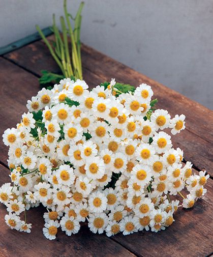 Feverfew Bouquet, Types Of Sage, Matricaria Flower, Flower Farming, Medicinal Herb, Natural Pest Control, British Flowers, Cut Flower Garden, Favorite Flower