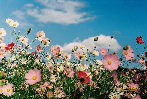 The Watershed — Help us continue to spread the word that recovery... Flower Header, 트위터 헤더, Fb Cover Photos, Twitter Header Aesthetic, Twitter Header Photos, Twitter Layouts, Header Photo, Facebook Cover Photos, Twitter Header