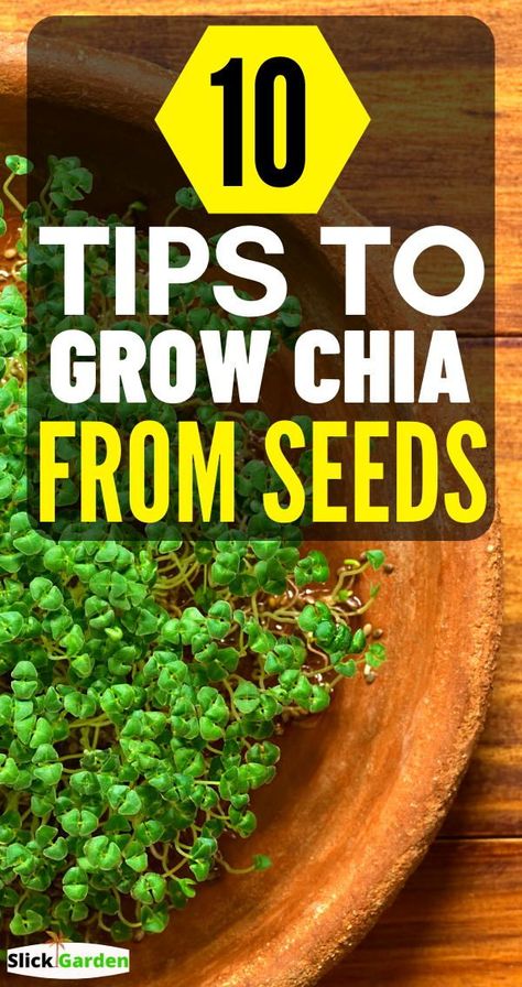 Chia Plant Diy, Grow Chia Seeds Indoors, How To Plant Chia Seeds, How To Sprout Chia Seeds, How To Grow Chia Seeds At Home, Planting Chia Seeds, How To Grow Chia Seeds, Chia Plant Growing, Chia Seed Growing