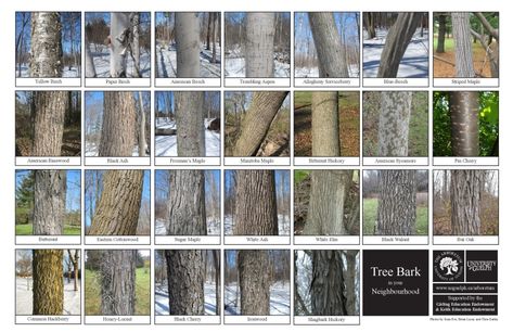 Biodiversity Identification Sheets: A fun way to learn what is out there! | The Arboretum Bark Identification, Tree Identification Chart, Tree Bark Identification, Maple Tree Bark, Leaf Identification, Types Of Trees, Tree Id, Tree Bark Texture, Tree Identification