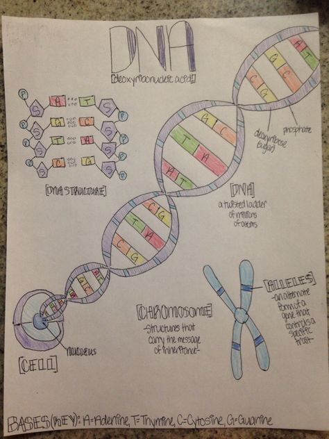 DNA Notes (Life Science) Dna Chart Ideas, Dna Aesthetic Drawing, Dna Poster Project, Structure Of Dna Notes, Dna Replication Model Project Biology, Dna Structure Drawing, Dna Drawing Science, Dna Fingerprinting Project, Dna Notes Biology