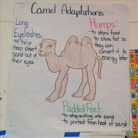 Fourth Grade Science Projects, Animal Adaptations Activities, Structural Adaptations, Adaptations Activities, Desert Ecosystem, Science Doodles, Fourth Grade Science, Animal Lessons, Animal Adaptations