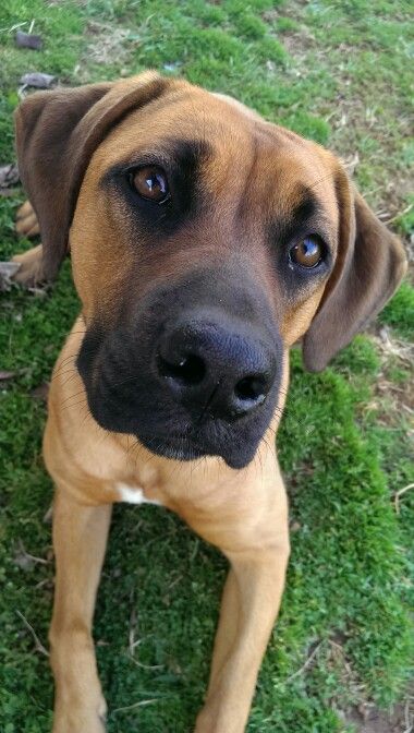 Boxer mix Boxer Mix Dogs, Pitbull Boxer Mix, Doberman Mix, Cute Boxers, Boxer Mix, Adorable Babies, Book Writing, Doberman, Labrador Retriever