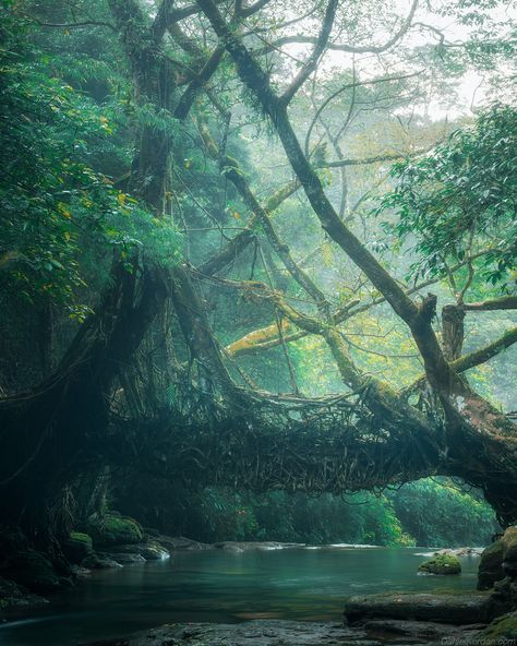 Living root bridges of Meghalaya. Автор: Даниил Коржонов Living Root Bridge Meghalaya, Meghalaya Aesthetic, Root Bridge Meghalaya, Srilanka Aesthetic, Living Root Bridge, Root Bridge, India Landscape, Movie Scary, Humans And Nature