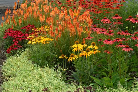 A blaze of hot pink and yellow coneflowers adds a vivid contrast to orange sherbet-shaded kniphofia in this medley of midsummer color. (Courtesy Terra Nova Nurseries) Hot Color Garden, Hot Border Planting, Pink And Yellow Garden, Perennials Low Maintenance, Hot Colors, Full Sun Perennials, Orange Garden, Terra Nova, Orange Sherbet