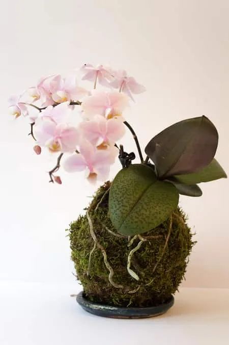 DIY Orchid Kokedama Floral Design: 7 Easy Steps - Orchideria Orchid Kokedama, Orchid Display, Diy Orchids, String Garden, Jardim Diy, Orchids Garden, Orchid Arrangements, Moss Garden, Decoration Plante