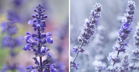 Do This in October to Make Sure Your Russian Sage Survives the Winter - MelodyRepeat Russian Sage, Drought Tolerant Perennials, Winter Care, Sage Plant, Insecticidal Soap, Fall Care, Water Me, Lavender Blue, New Growth