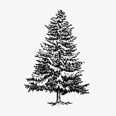 Tree Line Drawing, Pine Tattoo, Pine Tree Drawing, Christmas Tree Stencil, Cling Stamps, Tree Drawings, Tree Outline, White Pine Tree, Tree Id