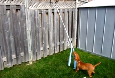 DIY Spring Pole Dog Toy - PetDIYs.com Dog Toy Diy, Fit Dogs, Diy Dog Toys, Dog Yard, Dog Playground, Side Yards, Toy Diy, Dog Heaven, Diy Tree