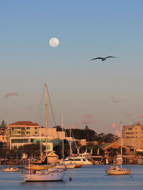 Blue Moon Rising! Port Macquarie, Australia Port Macquarie Australia, Port Macquarie, 5 Star Resorts, Australian Plants, Moon Rising, Sea Gull, Australia Living, Landscape Trees, 2024 Vision