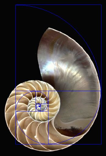 When a Fibonacci spiral is layed over the cross section of a shell, you see how perfectly they mirror each other. Golden Ratio In Nature, Fibonacci Sequence In Nature, Fibonacci Art, Fractals In Nature, Fibonacci Golden Ratio, Spirals In Nature, Golden Rectangle, Divine Proportion, Geometry In Nature