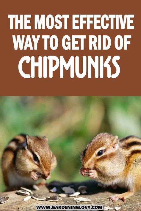 Ground Squirrels How To Get Rid Of, How To Get Rid Of Chipmunks, Chipmunk Repellent Homemade, How To Get Rid Of Chipmunks In Yard, Chipmunk House, Moles In Yard, Chipmunk Trap, Chipmunk Repellent, Get Rid Of Chipmunks