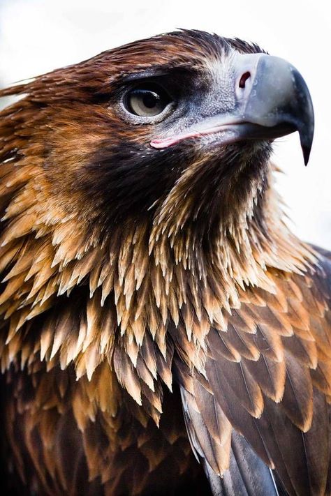 Types Of Eagles, Bald Eagle Art, Wedge Tailed Eagle, Merle Australian Shepherd, Raptors Bird, Eagle In Flight, Eagle Art, Bird Of Prey, Australian Birds