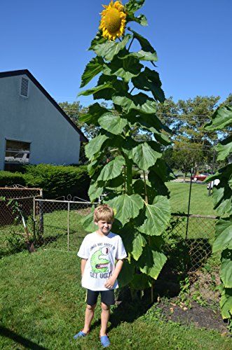 50+ Sunflower Seeds- Russian Mammoth- Heirloom- Helianthus- Organically Grown Mammoth Russian Sunflower, Mammoth Sunflower Garden Ideas, Sunflower Care, Growing Sunflowers From Seed, Sunflowers Growing, Planting Sunflower Seeds, Mammoth Sunflower, Growing Sunflowers, Giant Sunflower