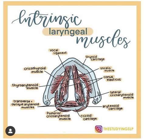 Slp Student Aesthetic, Speech Pathology Aesthetic, Slp Anatomy, Speech Anatomy, Slp Praxis, Slp Aesthetic, Speech Language Pathology Grad School, Voice Disorders, Praxis Study