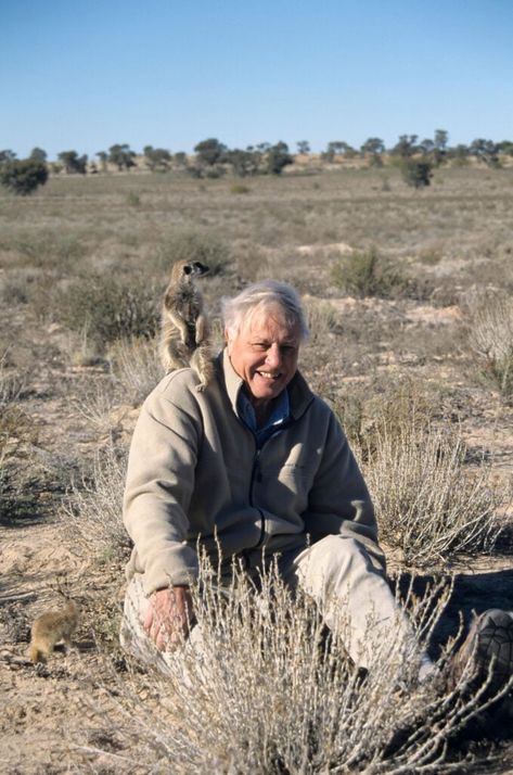 Sir David Attenborough says the planet simply cannot support billions of meat-eaters - so is he vegan or vegetarian? The post David Attenborough Says The World Eats Too Much Meat – So Is He Vegan? appeared first on Plant Based News. Historical Photography, 95th Birthday, Dragon House, Tv Documentary, Famous Personalities, David Attenborough, London Zoo, Video Production Company, Tell Your Story