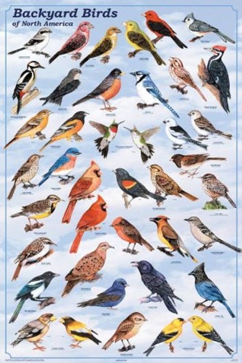 PRICES MAY VARY. Fits a Standard Size Frame A LAMINATED Publishing House Authorized Open Edition Print Lamination Protects Your Investment, Ready to Hang or Frame Laminated Backyard Birds Educational Science Chart Poster Print 24x36 Backyard Birds Watching, Birds Of North America, Bird Identification, Bird Aviary, Bird Poster, Kinds Of Birds, Humming Bird, Backyard Birds, Bird Pictures