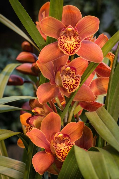 Beautiful Orchids Photography, Orchid Flower Photography, Orchids Photography, Dendrobium Nobile, Orchid Drawing, Orchid Photography, Orchids Flowers, Orange Orchid, Types Of Orchids