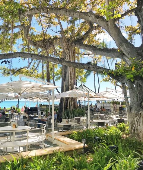 Moana Surfrider on Instagram: “At the banyan courtyard, enjoy awe-inspiring views of our iconic banyan tree and Waikiki Beach. Complement the moment with cocktails and…” Tree Courtyard, Moana Surfrider, Banyan Tree, Waikiki Beach, Moana, Oahu, Awe Inspiring, Bucket List, Hawaii