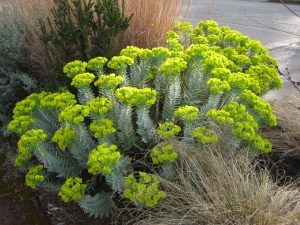 Euphorbia Rigida, Gravel Gardens, Deer Proof Plants, Landscaping Retaining Walls, Hummingbird Garden, Gravel Garden, End Of Winter, Herbaceous Perennials, Late Fall