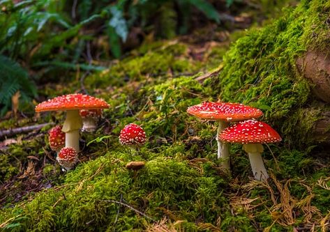 Mossy Mushroom Forest, Taxonomic Classification, Benefits Of Mushrooms, Mushroom Photos, Forest Ground, Mossy Forest, Fly Agaric, Mushroom Forest, Cell Division