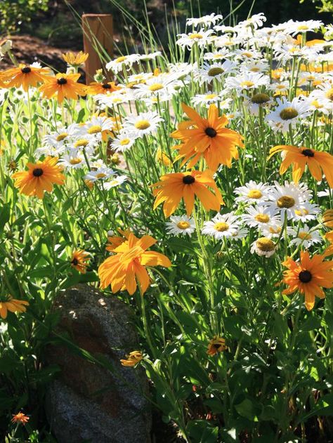 Yellow and White Beauties: Shasta Daisy (Chrysanthemum maximum) and Black-eyed Susan (Rudbeckia hirta) fill a stunning flower bed. From HGTV.com's Garden Galleries Rudbeckia Hirta, Shasta Daisy, Black Eyed Susan, Black Eyed, Garden Cottage, Country Gardening, Monday Morning, Shade Garden, Dream Garden