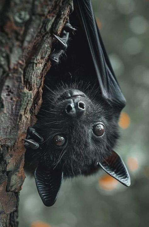 Bats Photography, Bat Fursona, Bat Photography, Hi Cute, Nocturnal Creatures, Hanging Bats, Bat Face, Bat Hanging, Bat Eyes