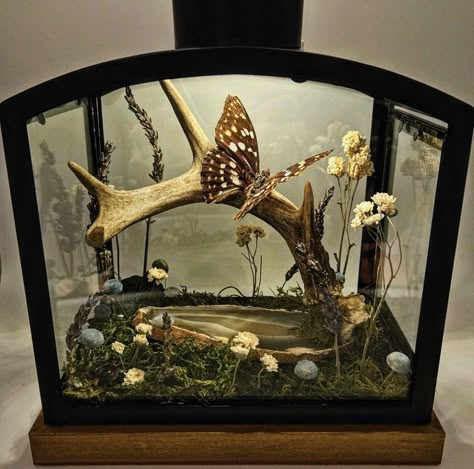 Bug Collector Aesthetic, Pinned Insects Display, Butterfly Taxidermy Art, Bone Decorations, Oddities Decor, Taxidermy Display, Taxidermy Decor, Insect Taxidermy, Taxidermy Art