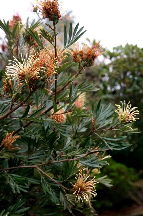 Australian Gardens, Flowering Gum, Bush Garden, Australian Trees, Australian Natives, Native Gardens, Australian Native Garden, Australian Wildflowers, Play Garden