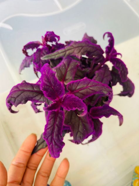 Purple Passion Plant, Purple Leaves, Gothic Garden, Purple Plants, Chinese Evergreen, Inside Plants, Air Purifying Plants, Succulents In Containers, Phalaenopsis Orchid