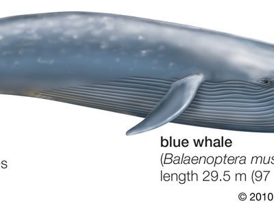 blue whale | Facts, Habitat, & Pictures | Britannica Blue Whale Facts, Big Blue Whale, Whale Facts, Whale Pictures, Baleen Whales, Gray Whale, Big Animals, Marine Biology, Blue Whale