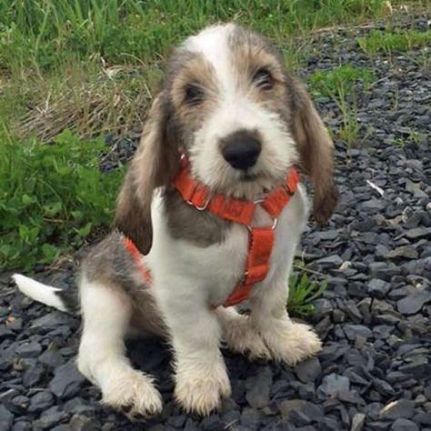 Grand Basset Griffon, Petite Basset Griffon Vendeen, Grand Basset Griffon Vendeen, Basset Griffon Vendeen, Cute Puppy Names, Basset Griffon, Petit Basset Griffon Vendeen, Basset Hounds, Dachshund Love