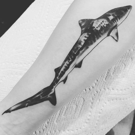 Greenland Shark Tattoo, Thrasher Shark Tattoo, Tiger Shark Tattoo, Neat Tattoos, Greenland Shark, Shark Tattoo, Inspiration Tattoos, Shark Tattoos, Tiger Shark