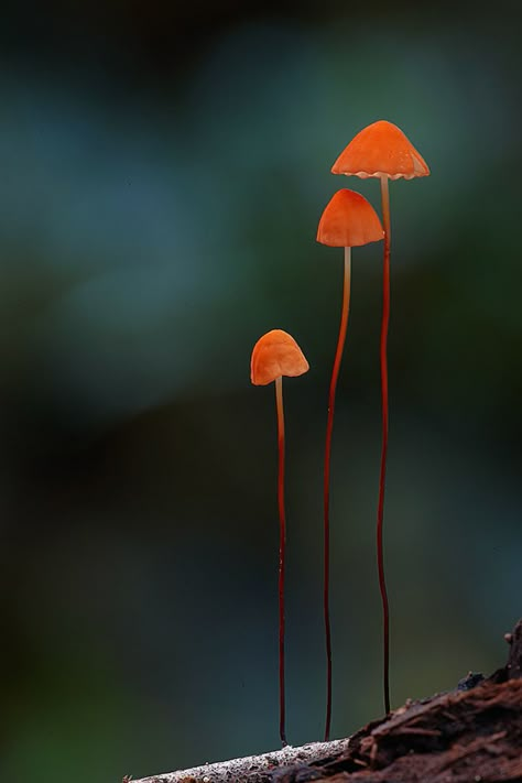 Rare Mushroom Photos Reveal the Visual Diversity of Fungi Rainforest Fungi, Mushroom Pictures, Lichen Moss, Slime Mould, Mushroom Fungi, Wild Mushrooms, Mushroom Art, Foto Art, Flora Fauna