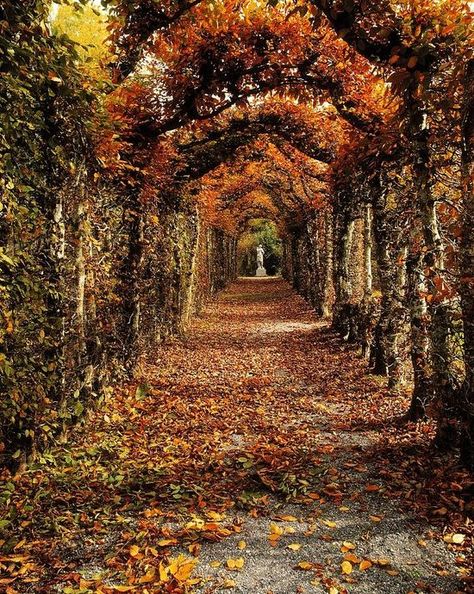 Things to do in Offaly, Birr Castle, Family Outing in Ireland Hunnymoon Ideas, Birr Castle, Classical Garden, Irish Images, Irish Architecture, Castle Ireland, Tree Tunnel, Mystical Places, Ireland Travel