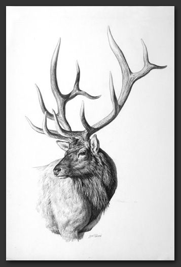 Elk Tattoos, Elk Drawing, Elk Tattoo, Elk Pictures, Elk Silhouette, Deer Sketch, Stag Tattoo, Wildlife Tattoo, Elk Head