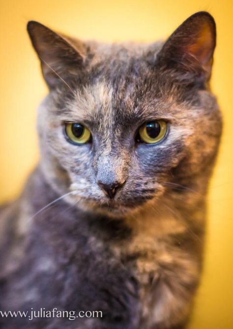 Dilute Tortoiseshell Cat, Orange Cat With Blue Eyes, Australian Mist Cat, Cat With Blue And Green Eyes, Grey Tortoiseshell Cat, Grey Cat Orange Eyes, Orange Cat With Green Eyes, Cat Language, Short Hair Cats