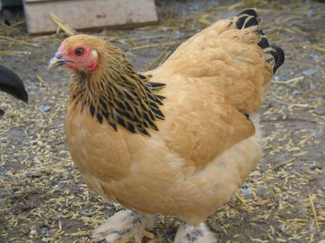 Buff Brahma Chicken, Bantam Chicken Breeds, Heritage Chickens, Brahma Chicken, Bantam Chickens, Types Of Chickens, Chicken Pictures, Crazy Person, Backyard Poultry