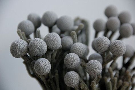 Not sure if I can get them yet, but gray brunia would be a nice ... Silver Brunia, Samantha Wedding, Thanksgiving Floral, Blue White Weddings, Winter Bouquet, Paper Bouquet, White Wedding Bouquets, Grey Flowers, Flower Names