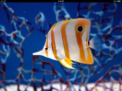 Fish For Kids, Striped Fish, Animal Tarot, Butterfly Fish, Salt Water Fish, Undersea World, Beautiful Sea Creatures, Kids Fishing, Interactive Book