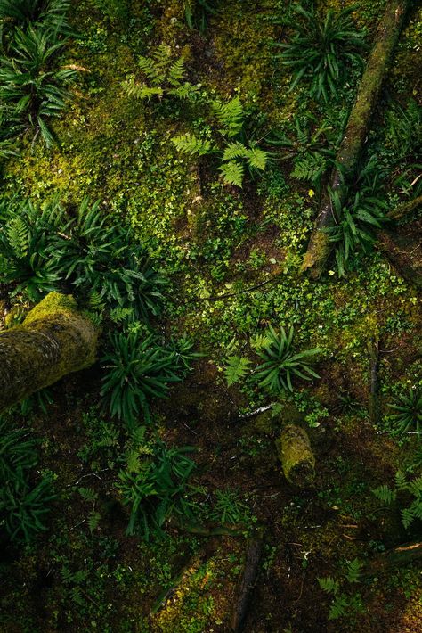 Jungle Floor, Forest Floor, Top View, Forest, Google Search, Flooring, Architecture, Plants, Art